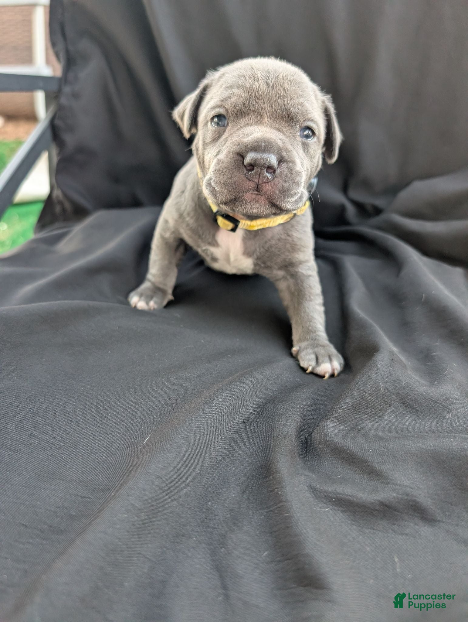 American Bully dogs American Bully 4 - Ad 1