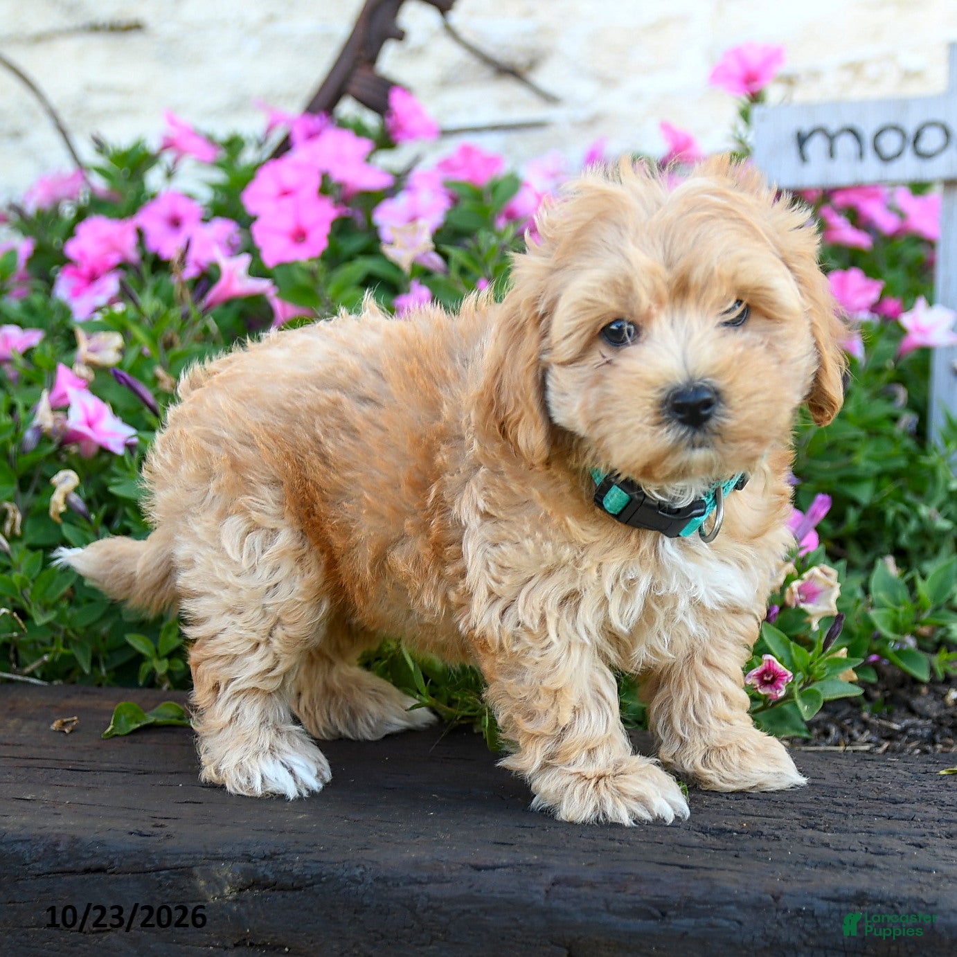 Maltipoo dogs for sale: Mopsy - Ad 2