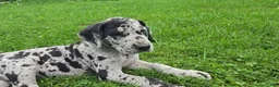 Great Dane dogs for sale: Pepper - Ad 3