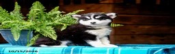 Pomsky dogs for sale: Teddy - Ad 7