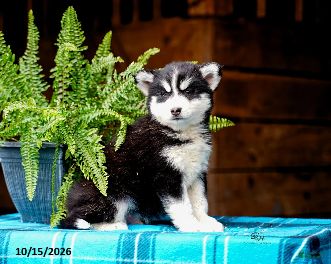 Pomsky dogs for sale: Teddy - Ad 7