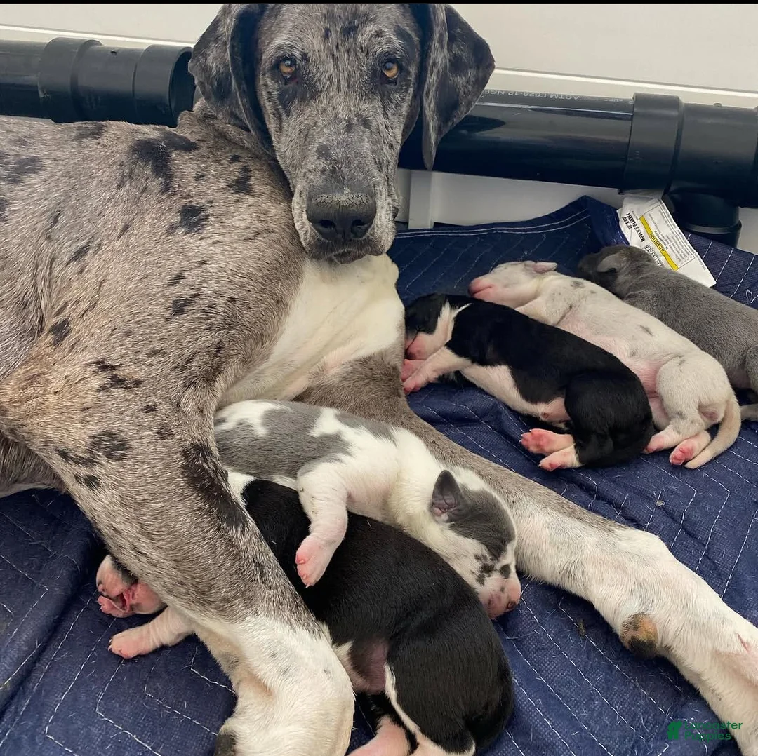 Great Dane dogs for sale: Daisy (Female) - Ad 2