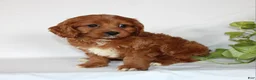 Cavapoo dogs for sale: Candy - Ad 8