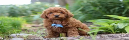 Miniature Poodle dogs for sale: Apollo - Ad 5