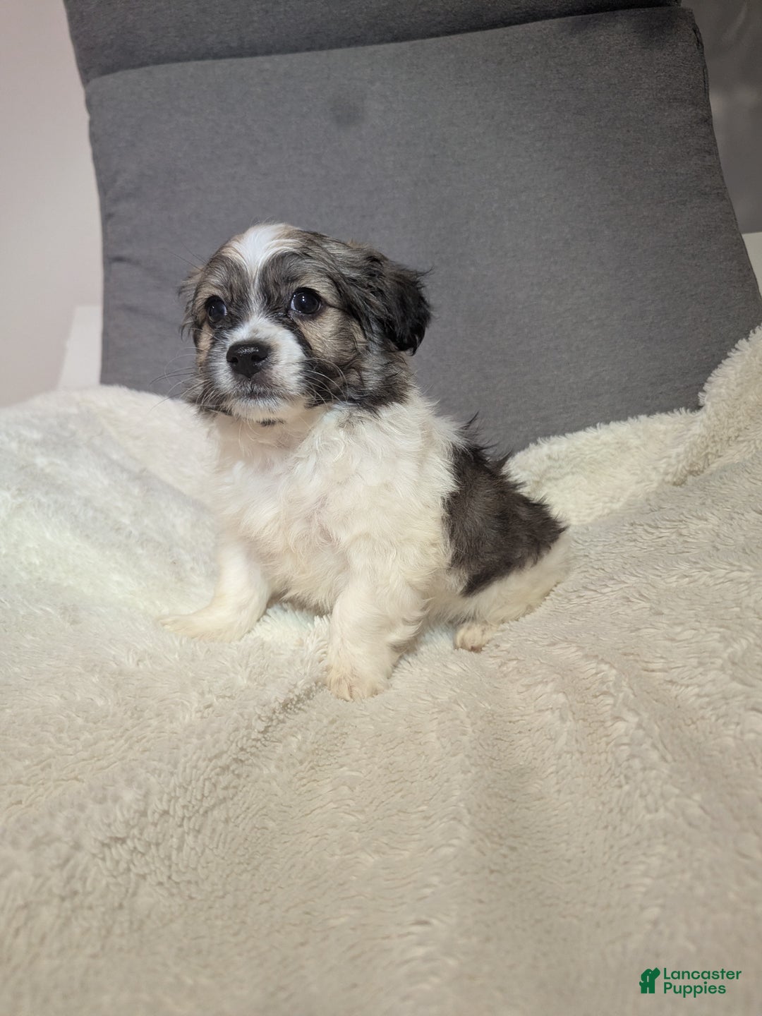 Havanese dogs for sale: Blitz (short haired) - Ad 5