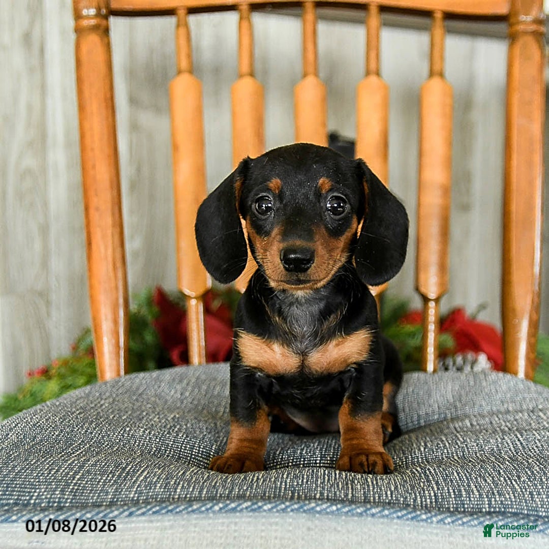 Miniature Dachshund dogs for sale: Toffee - Ad 1