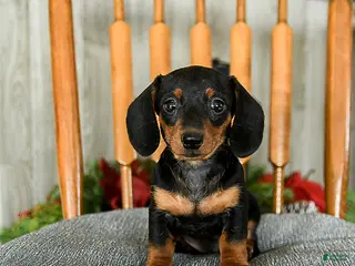 Miniature Dachshund dogs Toffee - Ad 20