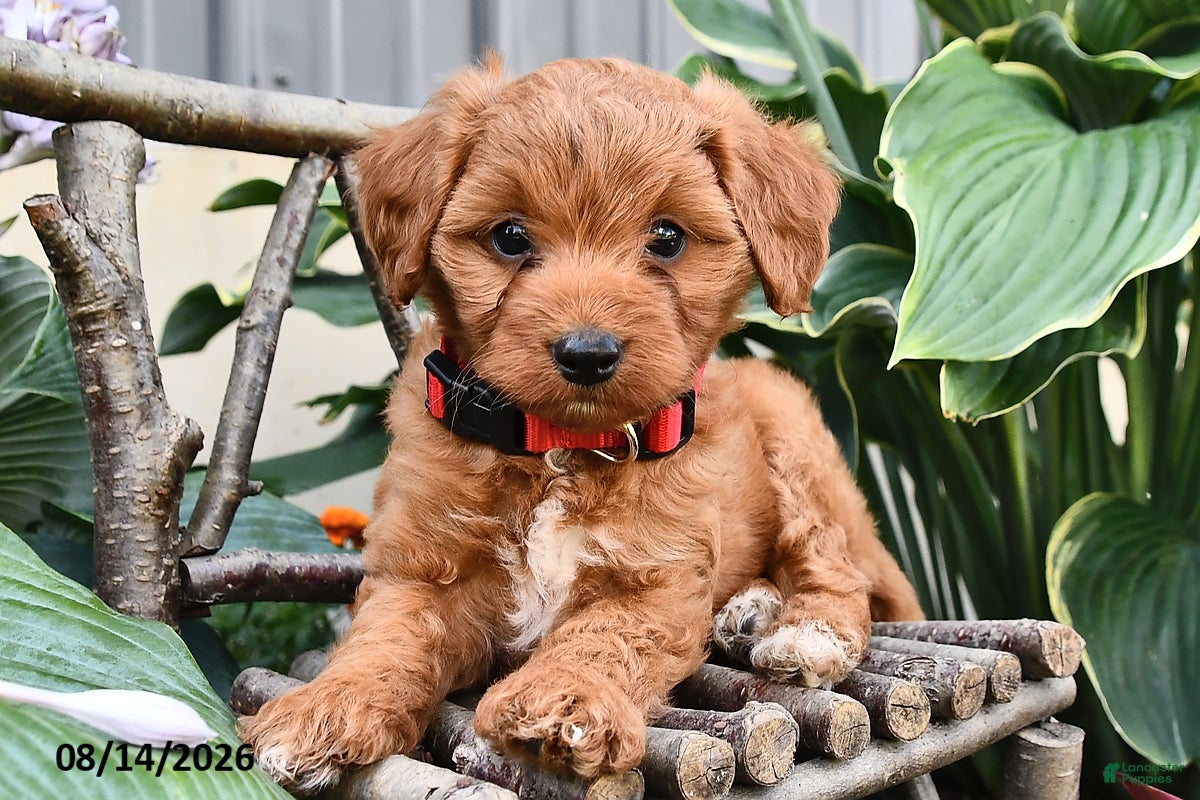 Cavapoo dogs Rover  - Ad 2