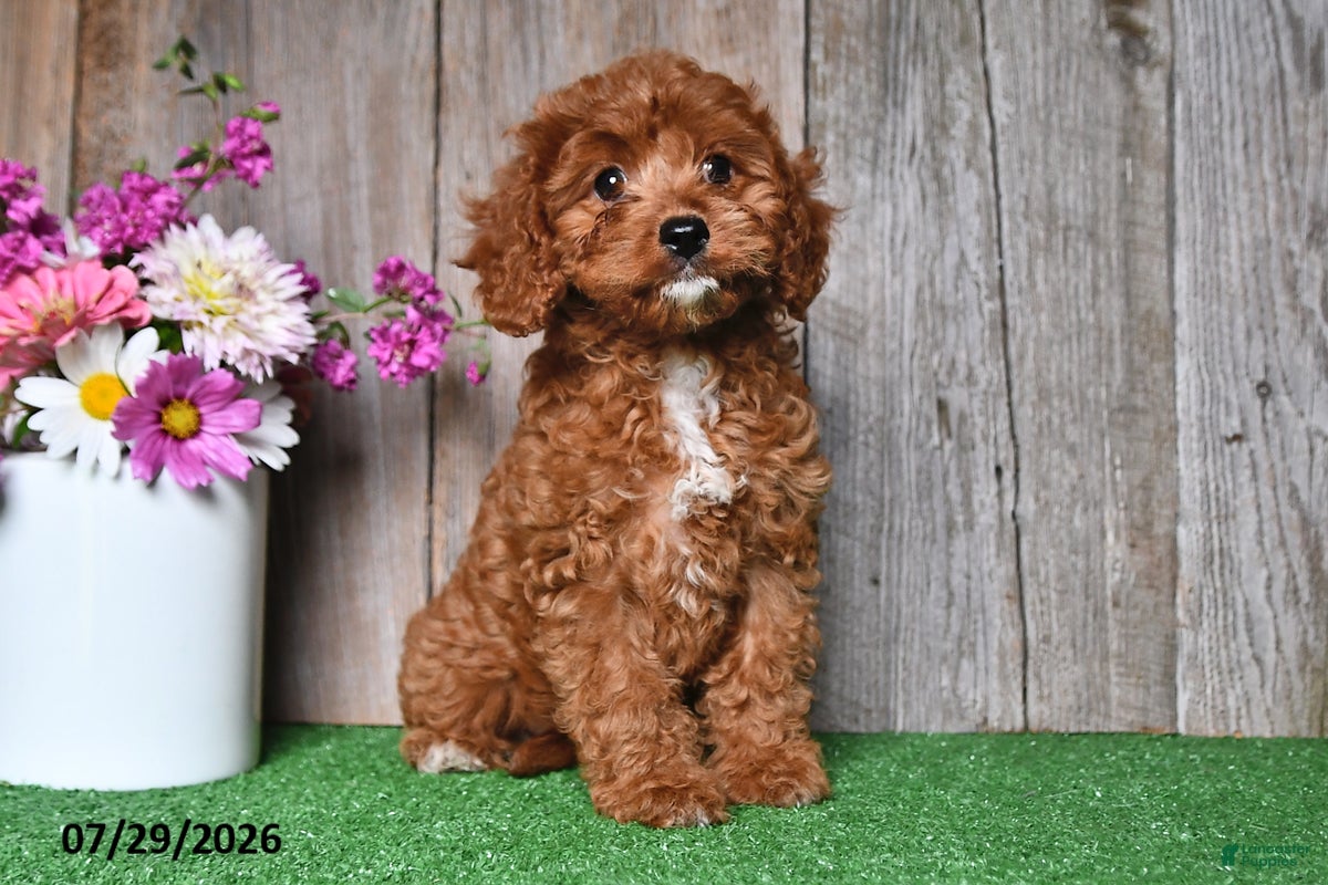 Cavapoo dogs Lady - Ad 2