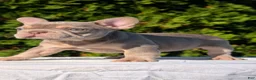 French Bulldog dogs for sale: Luna - Ad 5