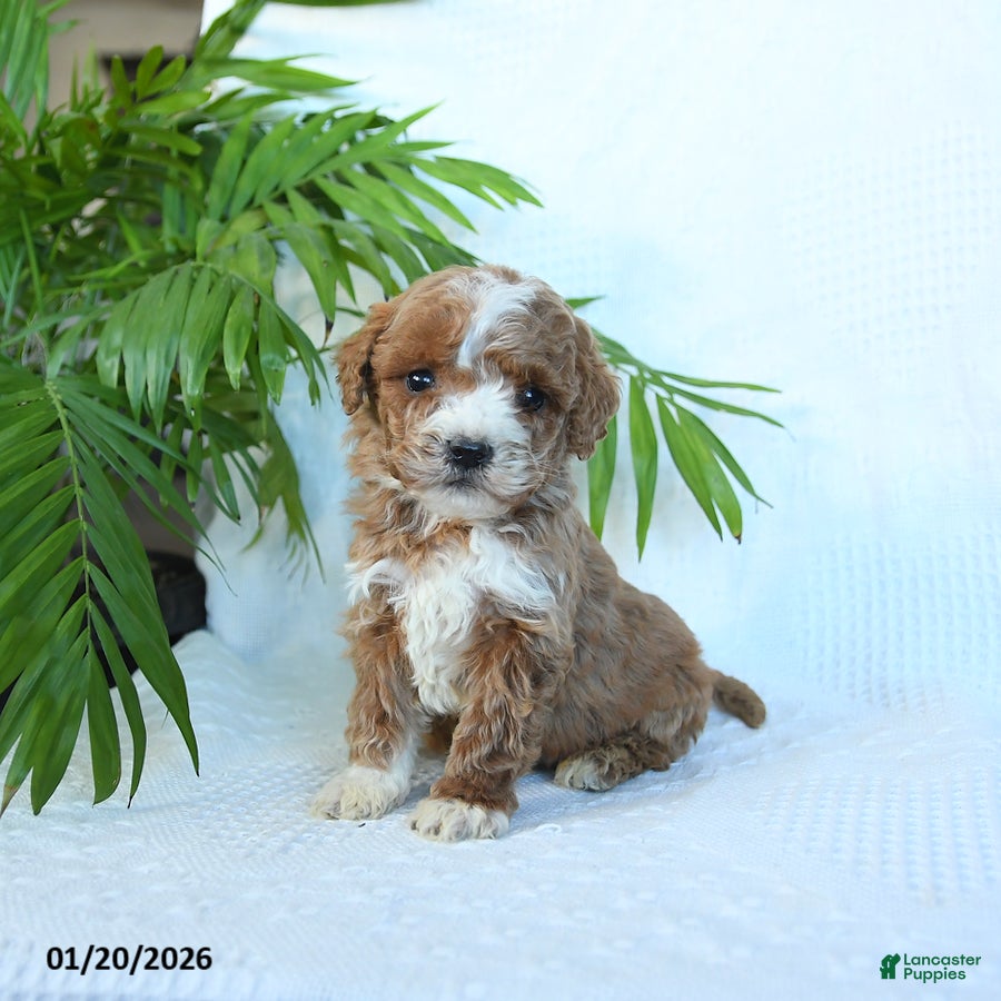 Miniature Poodle dogs Hickory - Ad 31