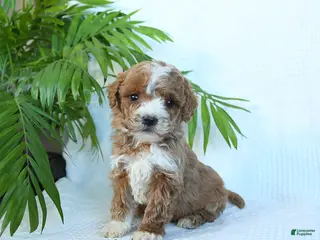 Miniature Poodle dogs Hickory - Ad 31