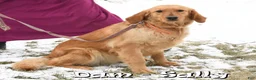 Mini Goldendoodle dogs for sale: Mitch - Ad 10