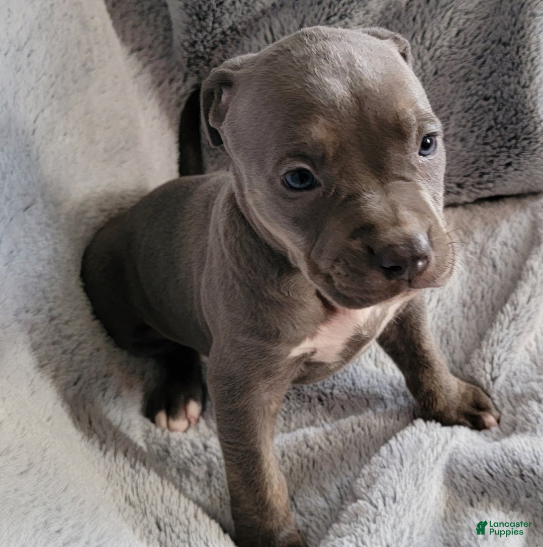 American Bully dogs for sale: Bonnie - Ad 6