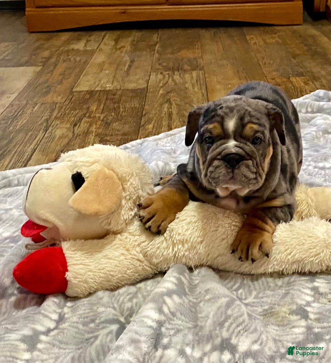 English Bulldog dogs for sale: Luke - Ad 1