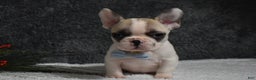 French Bulldog dogs for sale: Walter  - Ad 2