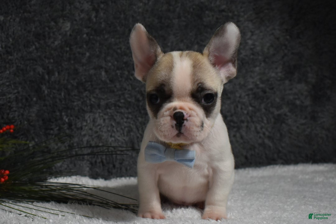 French Bulldog dogs for sale: Walter  - Ad 2