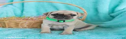 Pug dogs for sale: Button - Ad 4
