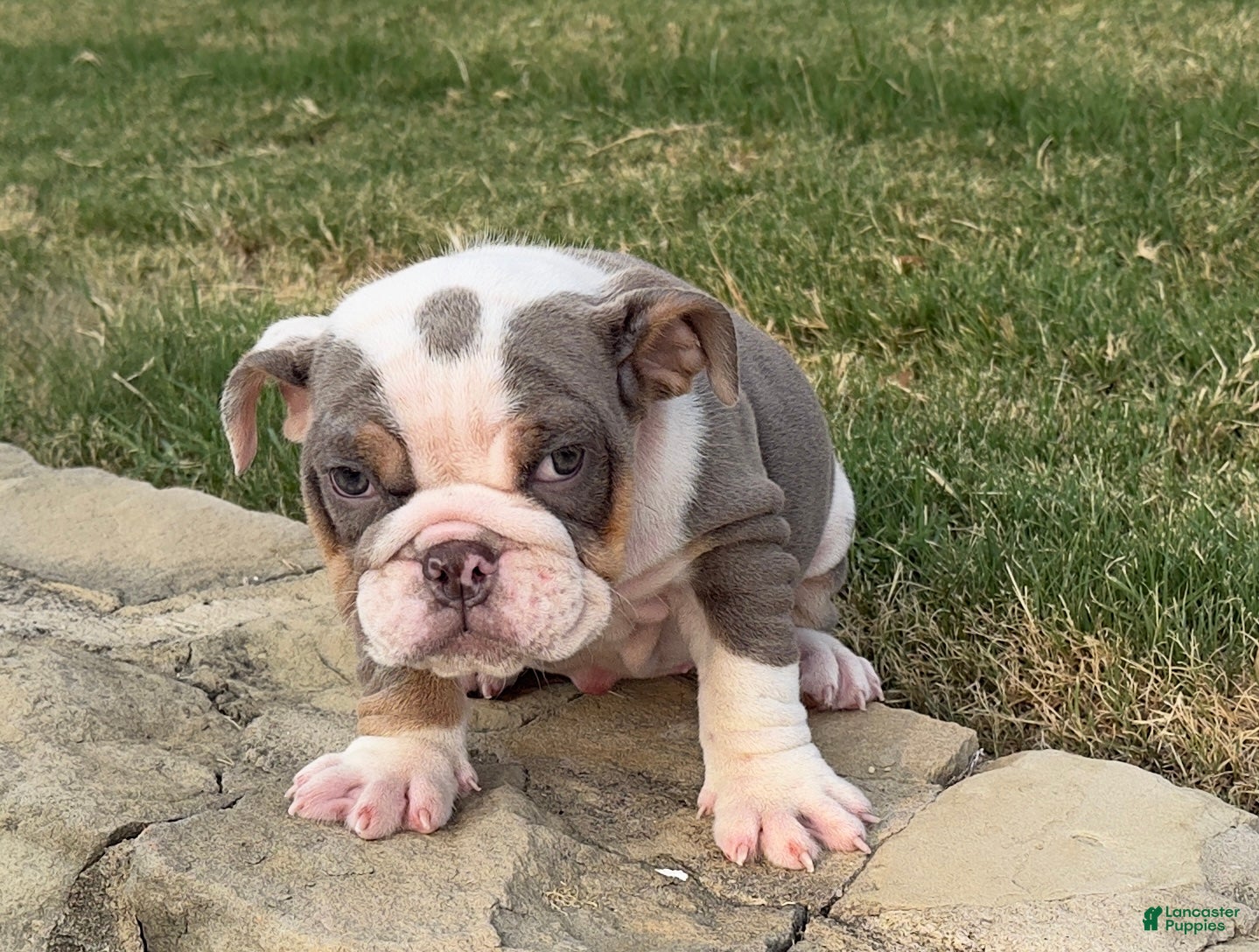 English Bulldog dogs SWEETIE PIE - English Bulldog   - Ad 2