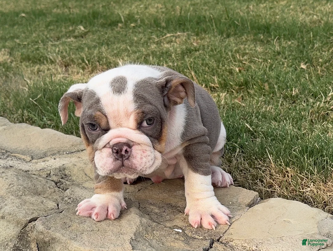 English Bulldog dogs for sale: SWEETIE PIE - English Bulldog   - Ad 2
