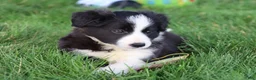 Border Collie dogs for sale: Oakley - Ad 2