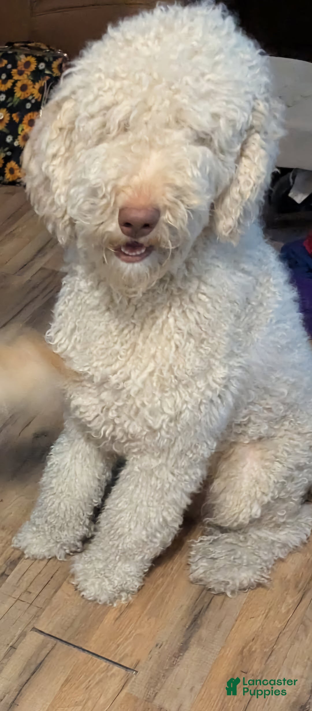 Goldendoodle dogs for sale: Nes - Ad 6