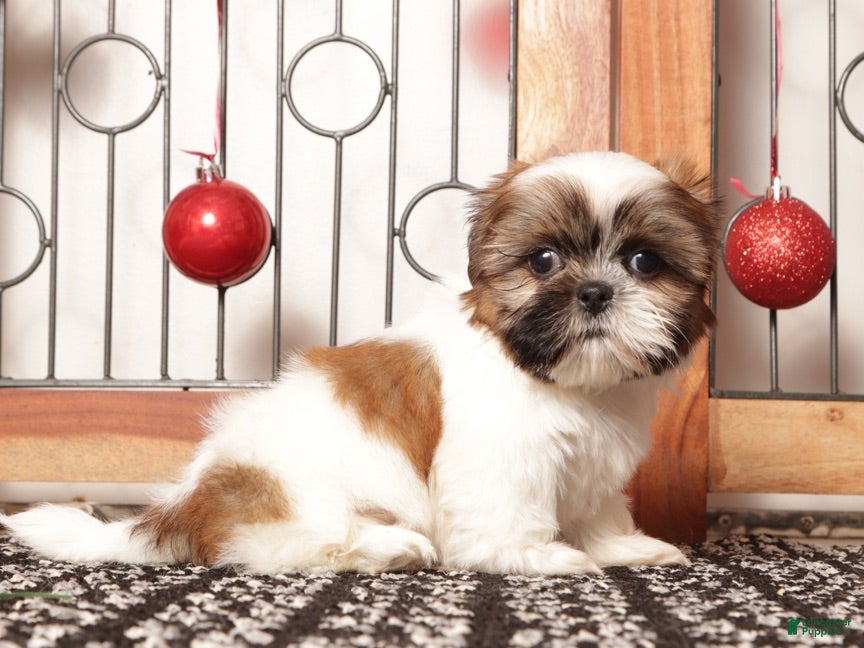 Shih Tzu dogs Owen  - Ad 2