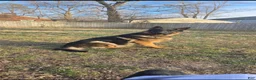 German Shepherd dogs for sale: German Shepherd 4 - Ad 6