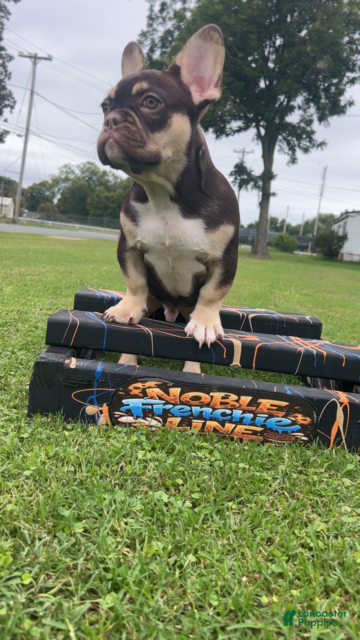 French Bulldog dogs French Bulldog 1 - Ad 2