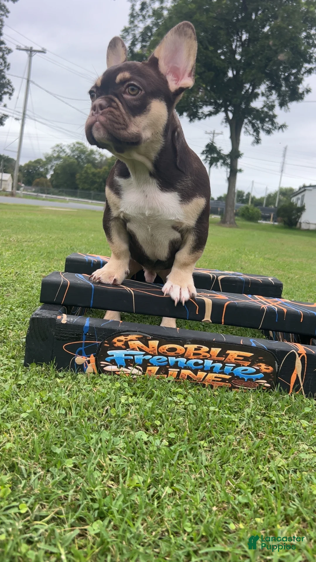 French Bulldog dogs for sale: French Bulldog 1 - Ad 2