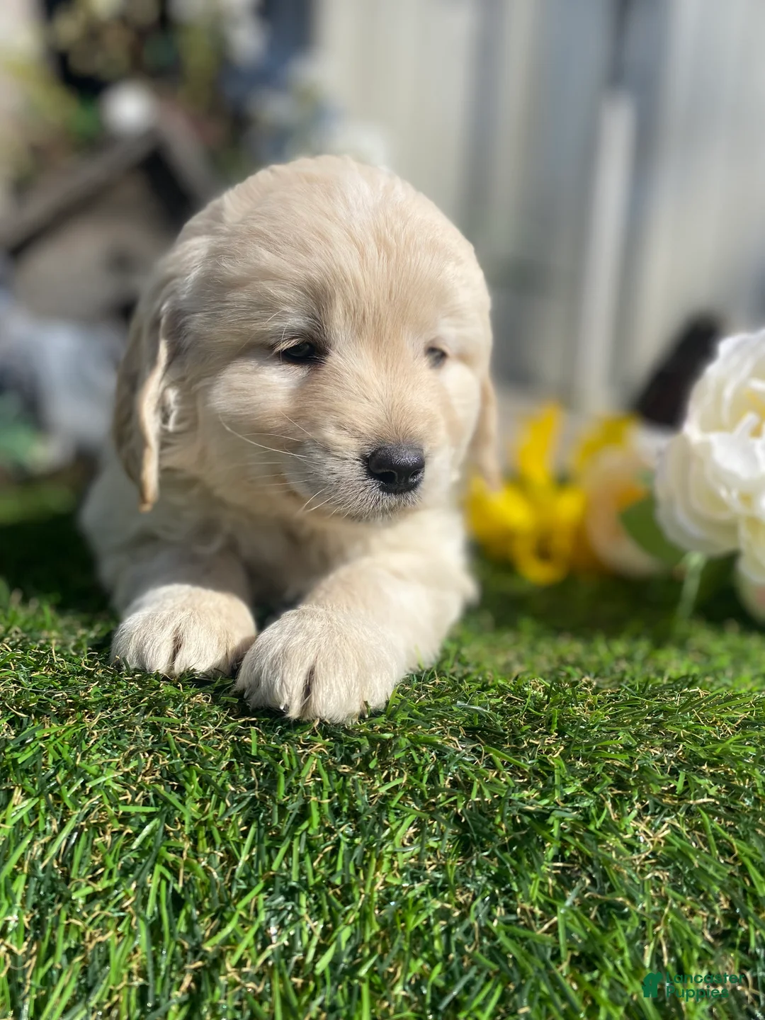Mini Goldendoodle dogs for sale: Sage - Ad 1