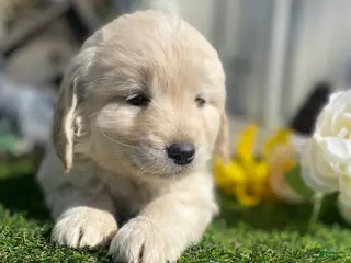 Mini Goldendoodle dogs for sale: Sage - Ad 2