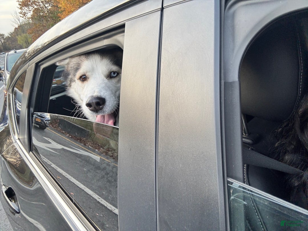 Gallery Image {{count}}