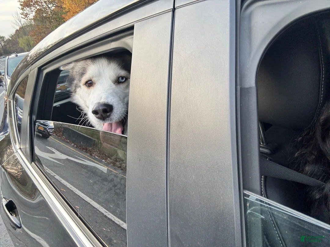 Gallery Image {{count}}