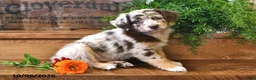 Australian Shepherd dogs for sale: Rusty - Ad 2
