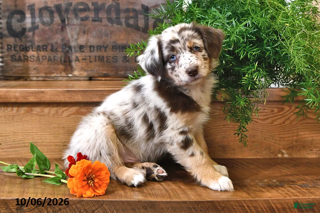 Australian Shepherd dogs for sale: Rusty - Ad 2
