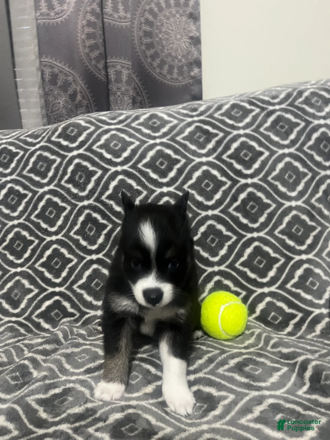 Pomsky dogs for sale: Doll  - Ad 2