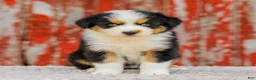 Australian Shepherd dogs for sale: Cassidy - Ad 2