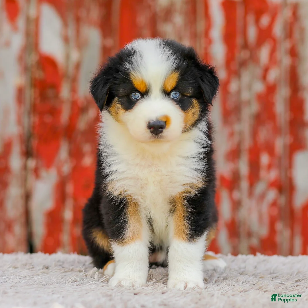 Australian Shepherd dogs for sale: Cassidy - Ad 2