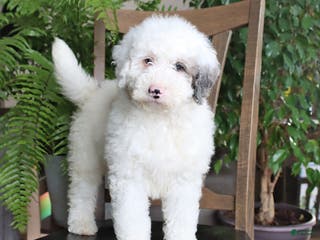 Mini Bernedoodle dogs Titian - Ad 9