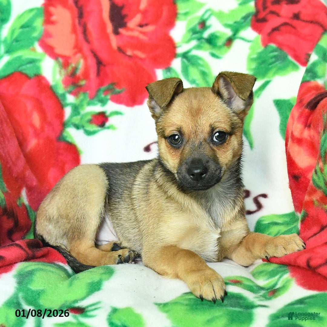 Chihuahua dogs for sale: Atlee - Ad 2