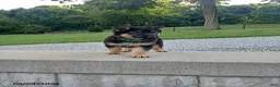 German Shepherd dogs for sale: Dice - Ad 2