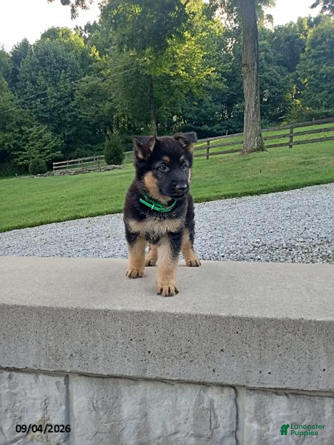 German Shepherd dogs for sale: Dice - Ad 2