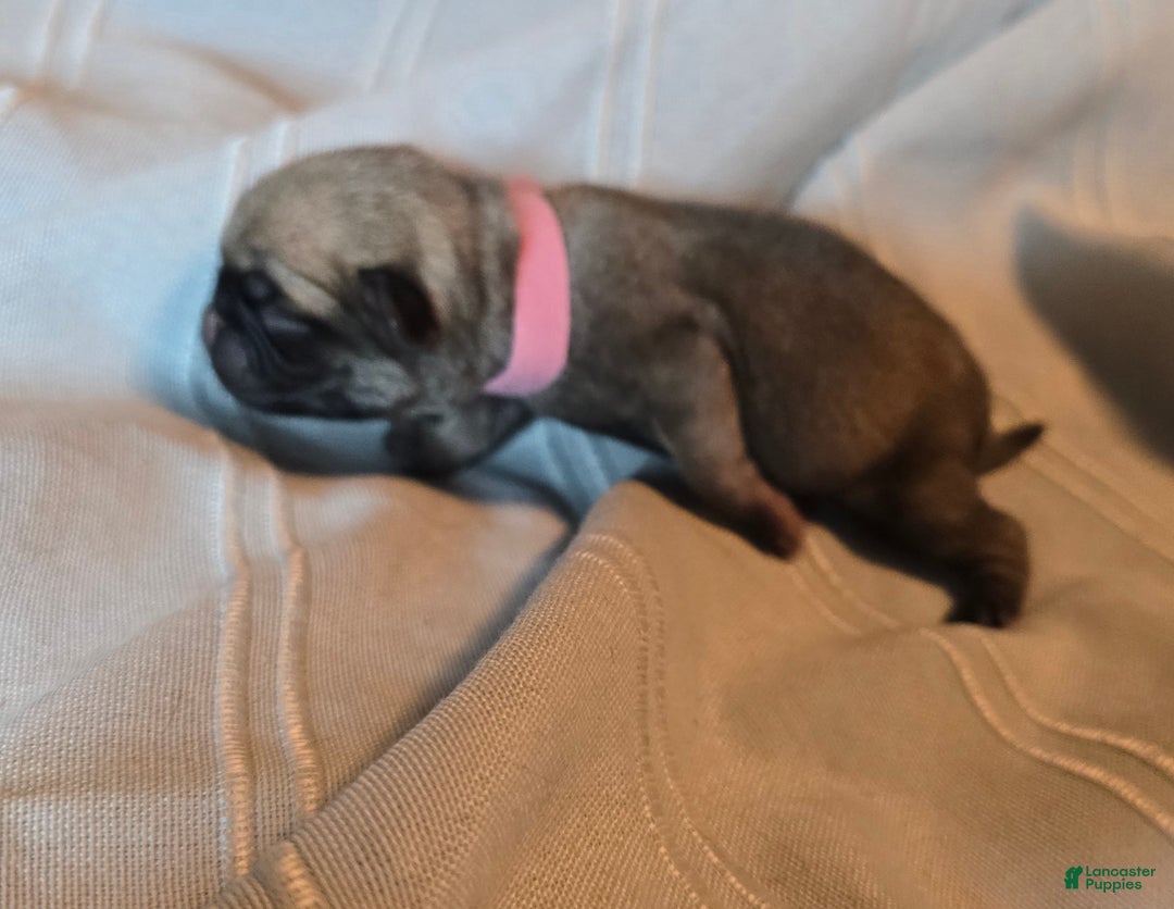 Pug dogs for sale: Farah - Ad 1
