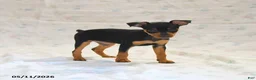 Miniature Pinscher dogs for sale: Dakota - Ad 3