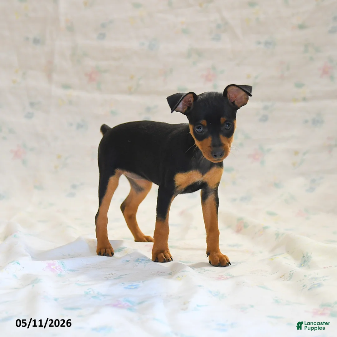 Miniature Pinscher dogs for sale: Dakota - Ad 3