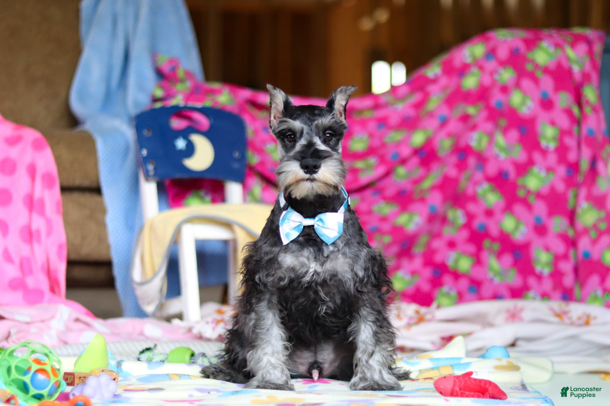 Miniature Schnauzer dogs Mateo - Ad 17
