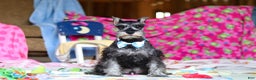 Miniature Schnauzer dogs for sale: Mateo - Ad 1
