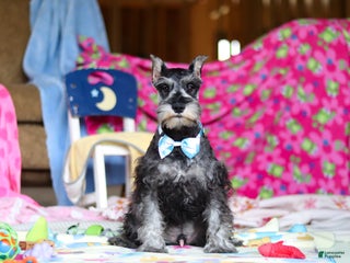 Miniature Schnauzer dogs Mateo - Ad 2