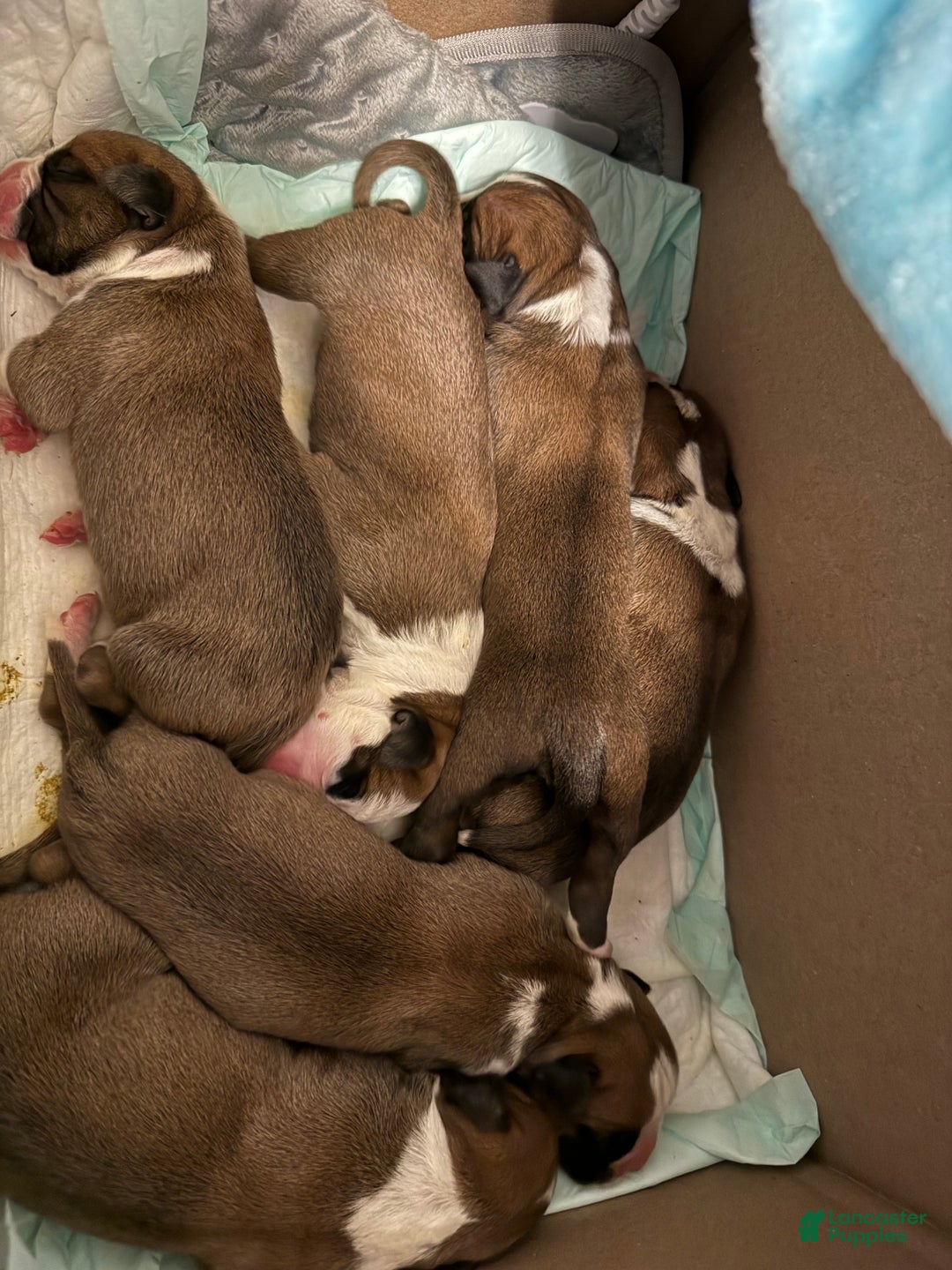 Boxer dogs for sale: Loki - Ad 4